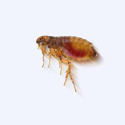 十大具体预防措施筑跳骚